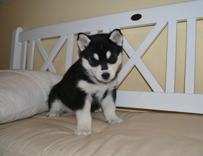  cuccioli di Sibarian husky  per adozione ( maschio e femmina )