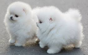Regalo Cuccioli di volpino di pomerania