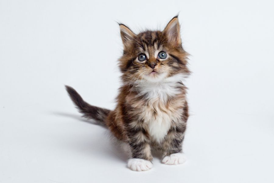 Gattino Maine Coon