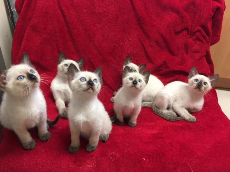 Gattino bambino Siamese in regalo