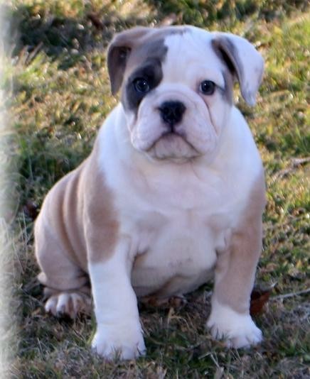 Maschio e femmina cuccioli Bulldog inglese