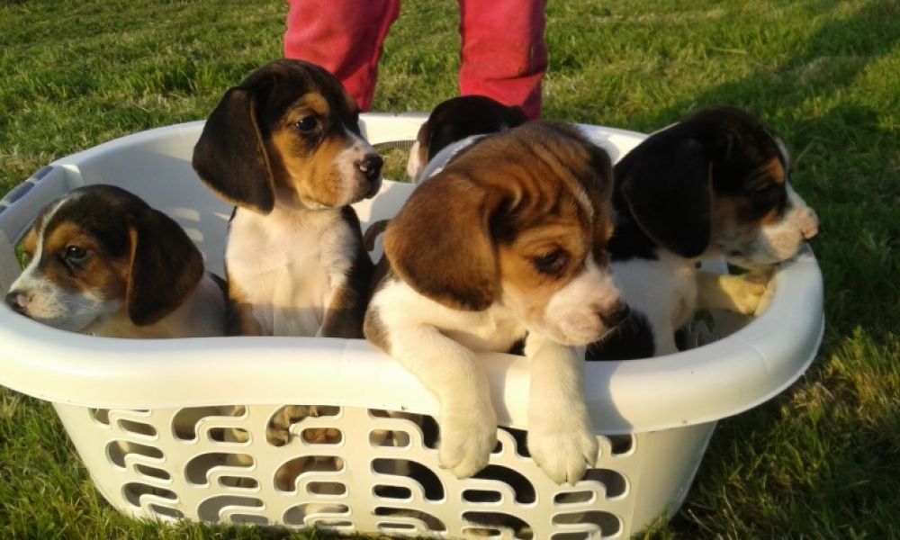 Regalo cuccioli di Beagle