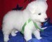 Cuccioli di samoiedo con pedigree�  Cuccioli di samoiedo con pedigree�