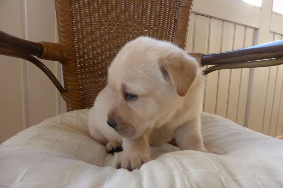 Molto bella e sani cuccioli di labrador per adozione maschi e femmine disponibili (gratis) 