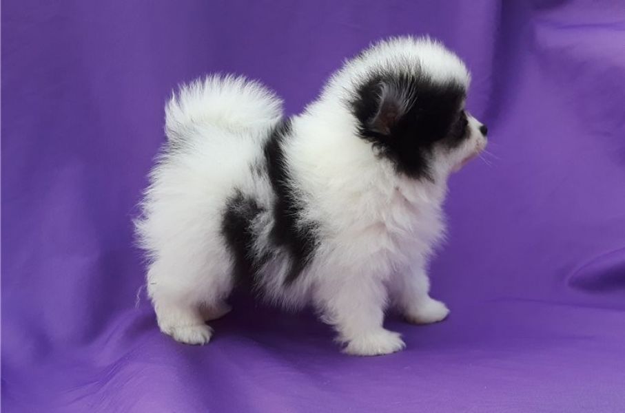 Regalo Cuccioli di volpino di pomerania