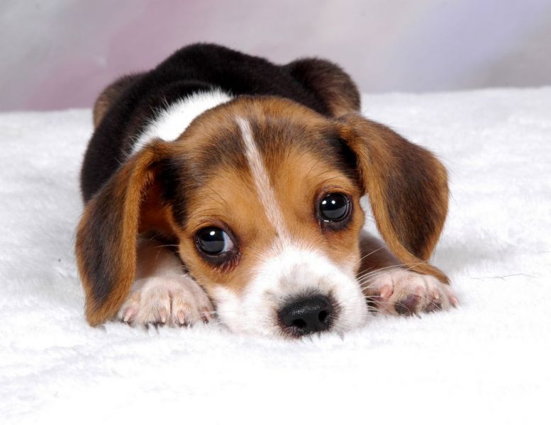 Regalo Jack Russell Terrier