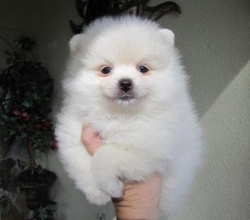 ((REGALO)) 2 volpino di pomerania
