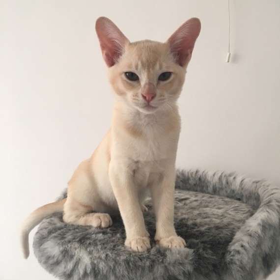 Bellissimi gattini burmese in regalo