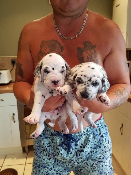 REGALO dalmata cuccioli Adorabili cuccioli di dalmata femminucce e maschietti disponibili per l'adoz