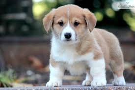 Adorabili cuccioli di welsh corgi femminucce e maschietti disponibili per l'adozione cuccioli sono v