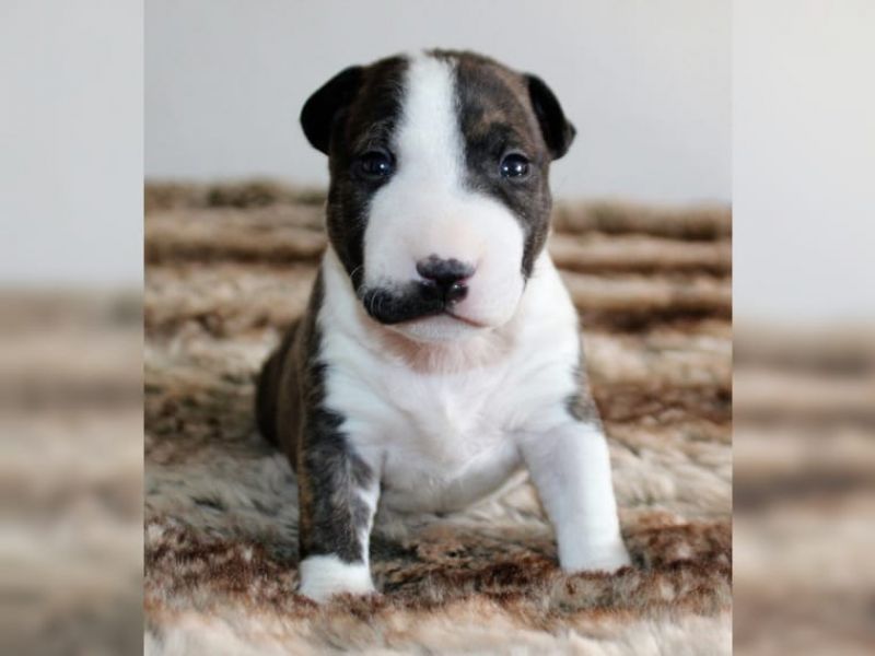  adorabili cuccioli di bull terrier in regalo