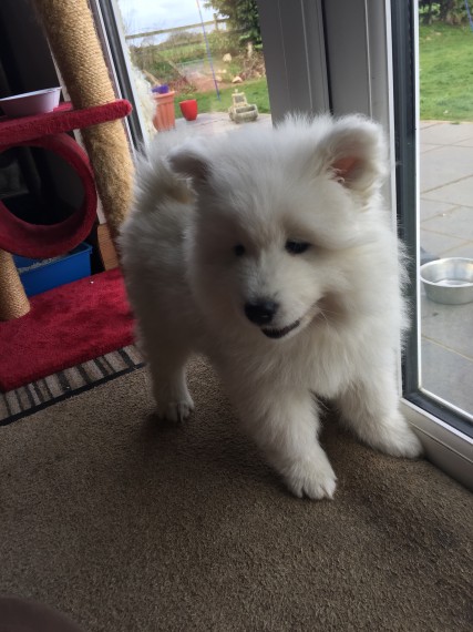  Regalo adorabili cuccioli samoiedo