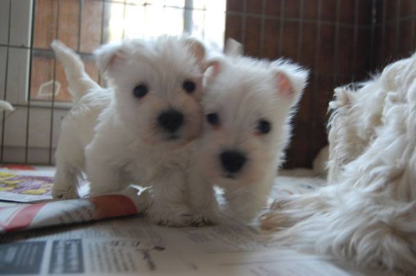 Regalo cuccioli di west highland