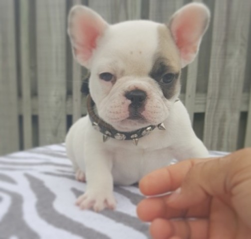 Bellissime Cuccioli di bulldog francese