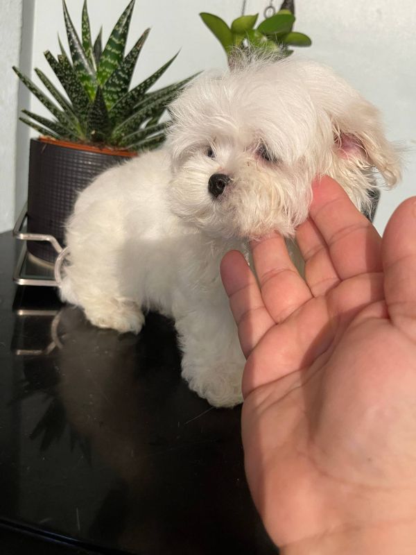 Cuccioli Di Maltese Toy E-MAIL  (marieiris783@gmail.com)