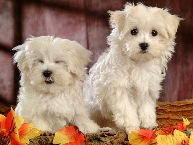 REGALO Dolci cuccioli Maltese per l'adozione