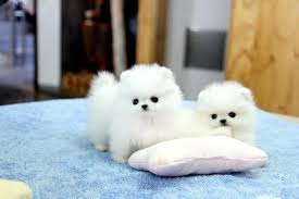 Regalo Volpini cuccioli di pomerania