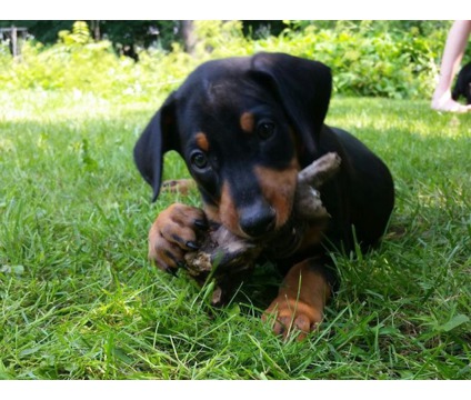 Cuccioli di doberman  per adozione ( regalo  )