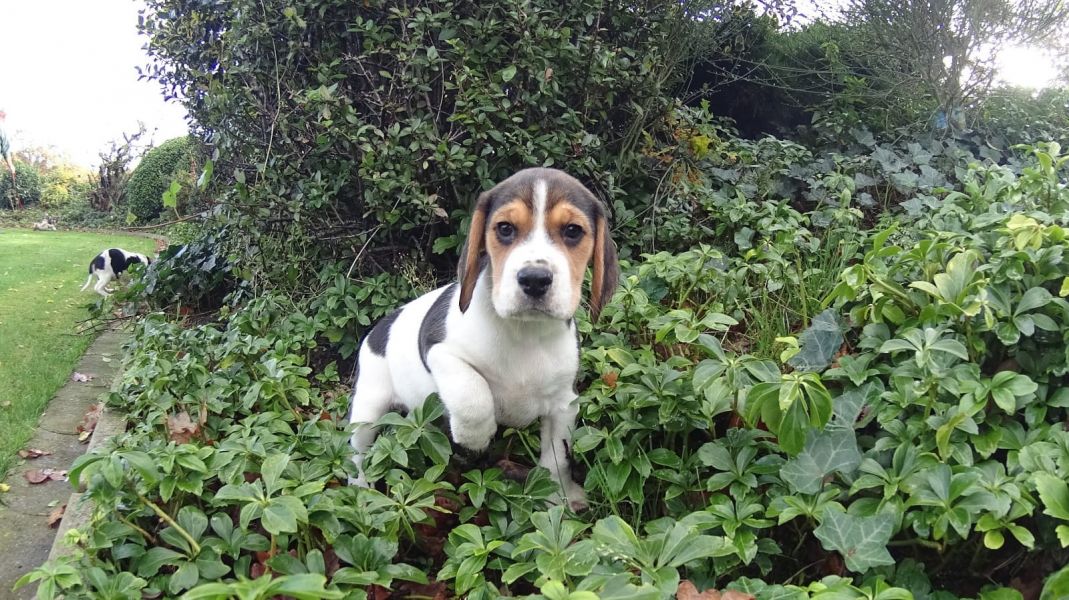 Sani cucioli di beagle disponibili