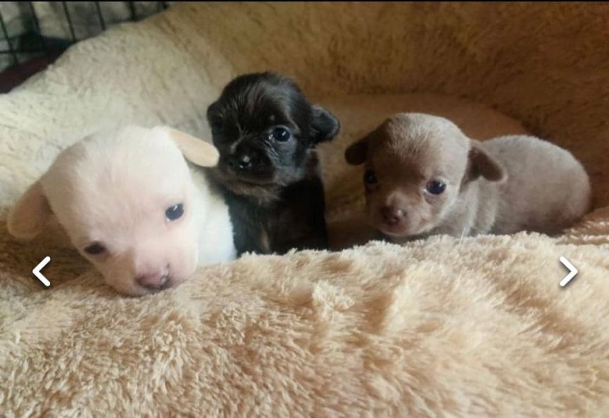 Regalo cuccioli di chihuahua Mini toy 