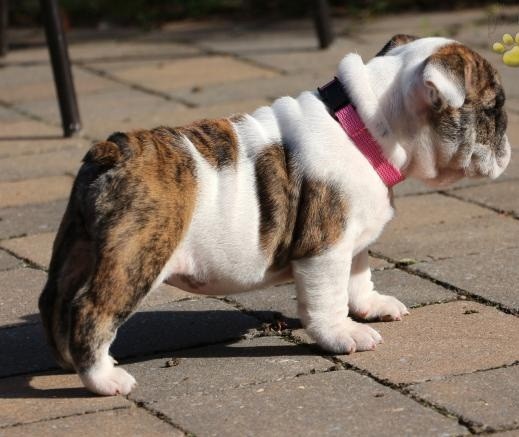 Bulldog Inglese con Pedigree ENCI