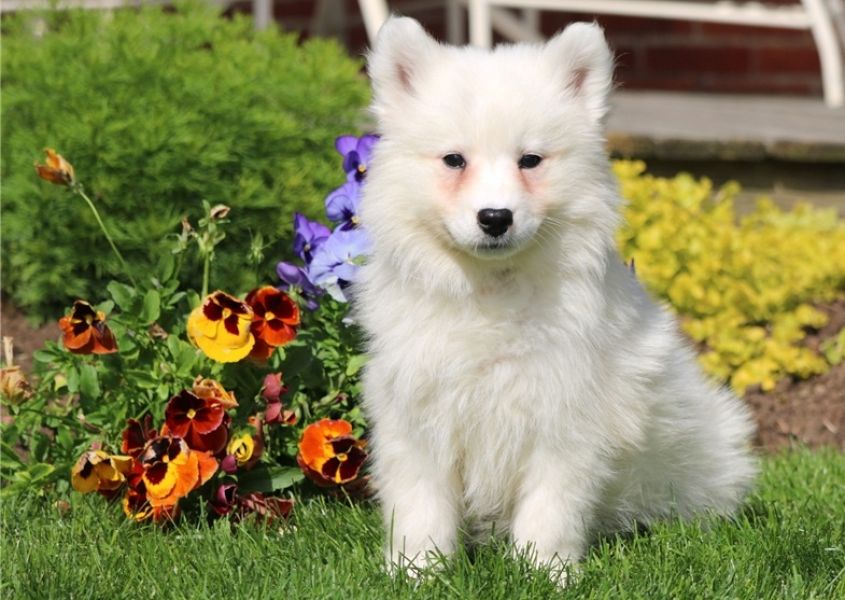  Regalo adorabili cuccioli  samoiedo  femminucce e maschietti disponibili gratuita i cuccioli sono v