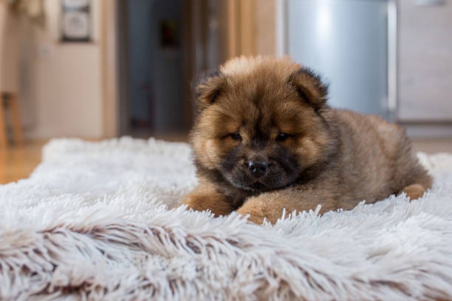 Adorabile cucciolo di Chow Chow
