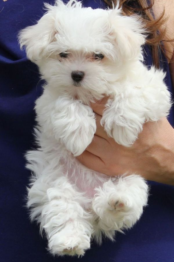 In adozione cucciolata di maltese toy