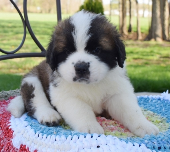  Regalo adorabili cuccioli san bernardo