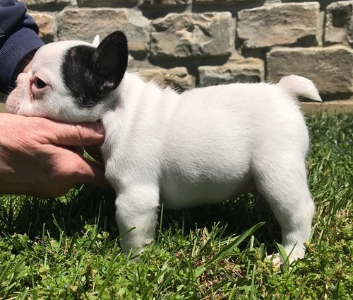 Maschio e femmina adorabile bulldog francese  cuccioli disponibili per l'adozione