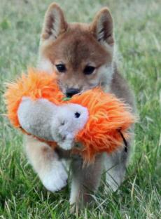 ~~~bellissimi cuccioli di akita inu REGALO.  bellissimi cuccioli di akita inu di circa 3 mesi con is