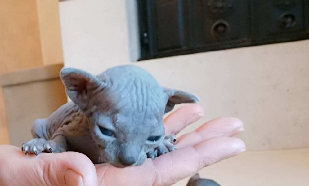  gattini di Sphynx   ( per regalo )