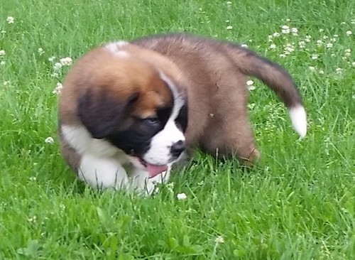  cuccioli di san bernardo per adozione ( regalo  )