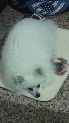 Cucciolo di volpino italiano ottimo pedigree