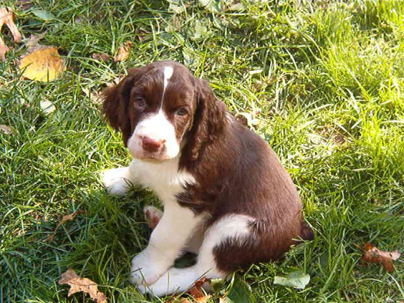 Cuccioli di English Springer Spaniel per adozione ( regalo )