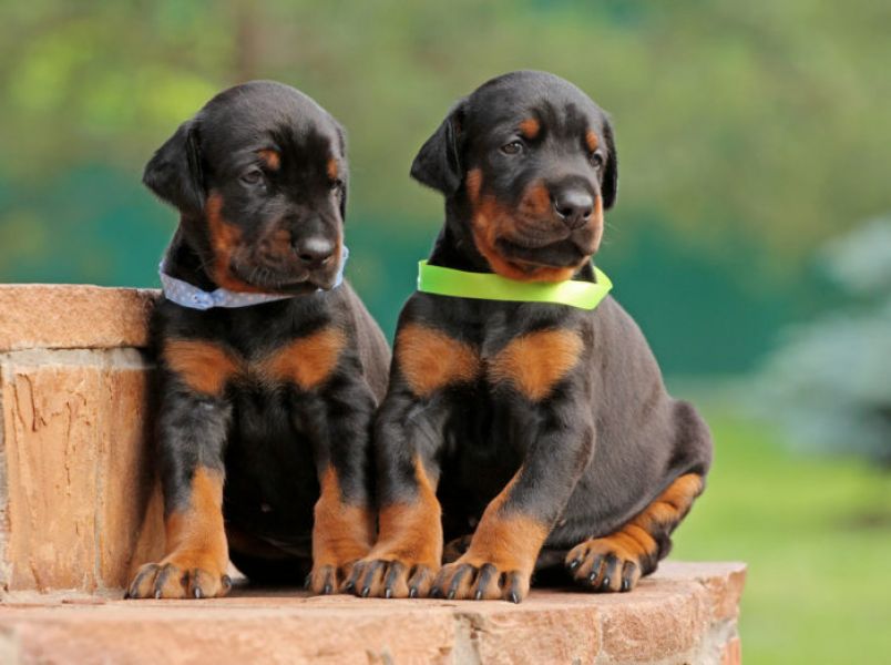 Regalo Dobermann tutti miei nati in casa da genitori sempre di mia propriet� e tranquillamente visib