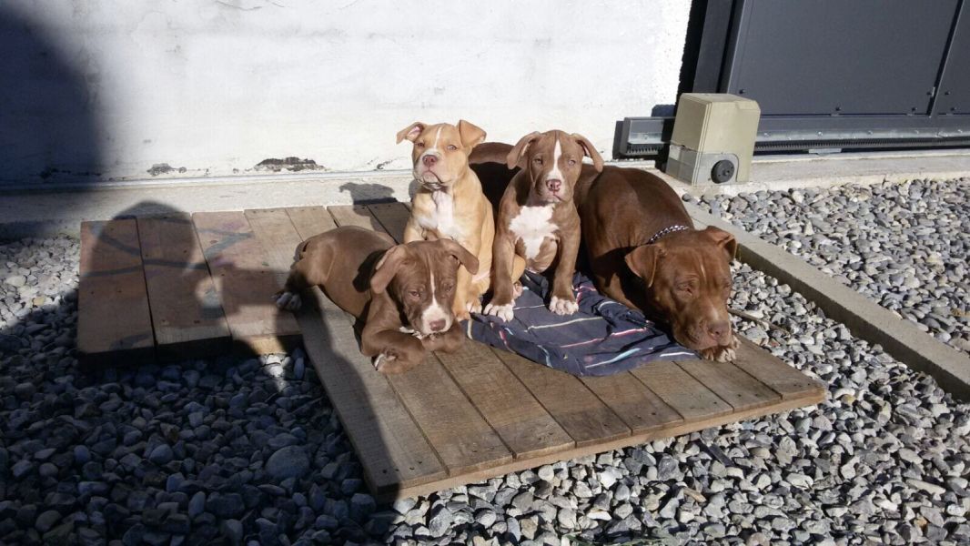   cuccioli di pitbull  per adozione ( regalo  )