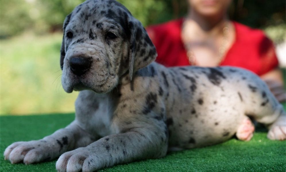  Regalo adorabili cuccioli Alano