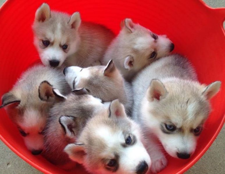 Molto bella e sani cuccioli di Sibarian husky  per adozione maschi e femmine disponibili (gratis) pe