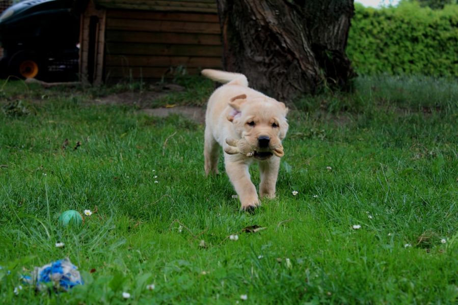 Cuccioli di golden retriever  ( per regalo )