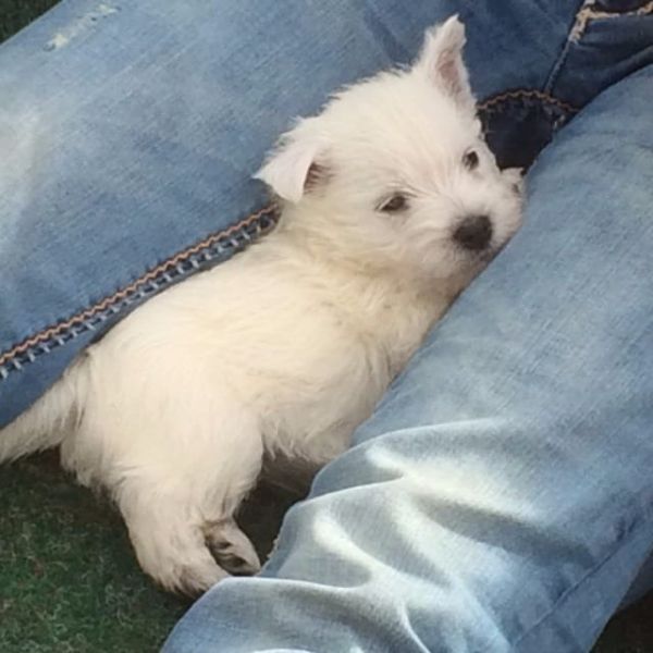 Cuccioli di West highland per adozione ( regalo  )