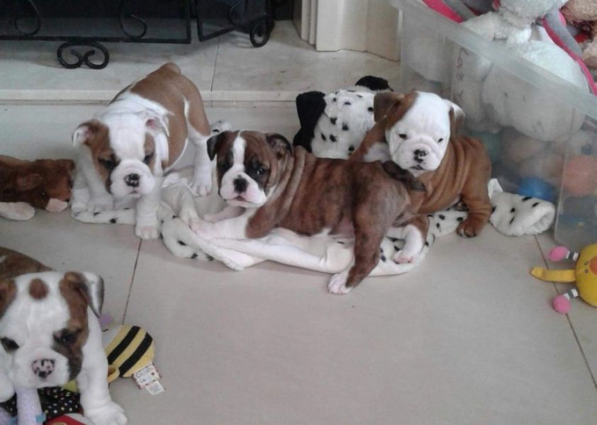 Regalo Bulldog inglese cuccioli disponibili