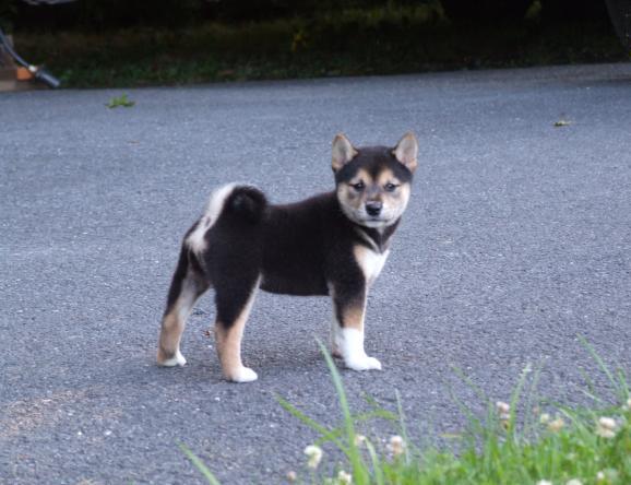  regalo cuccioli di Shiba Inu disponibili per l'adozione