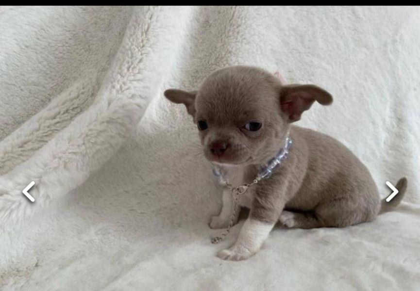 Regalo cuccioli di chihuahua Mini toy 