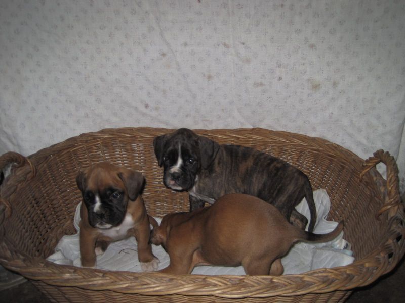 Molto bella e sani  cuccioli di Boxer per adozione maschi e femmine disponibili (gratis) 