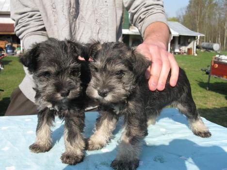 Regalo cuccioli di schnauzer