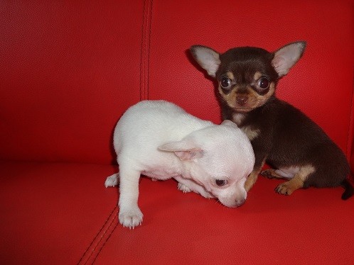 REGALO Cuccioli dolce e bella chihuahua toy