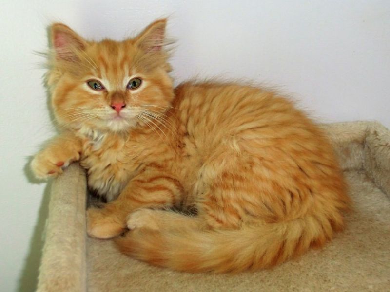 Bellissimi gattini persiani in Regalo