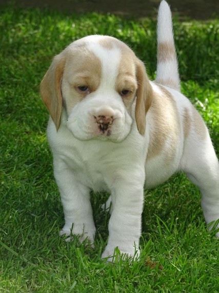 Regalo cuccioli di Beagle