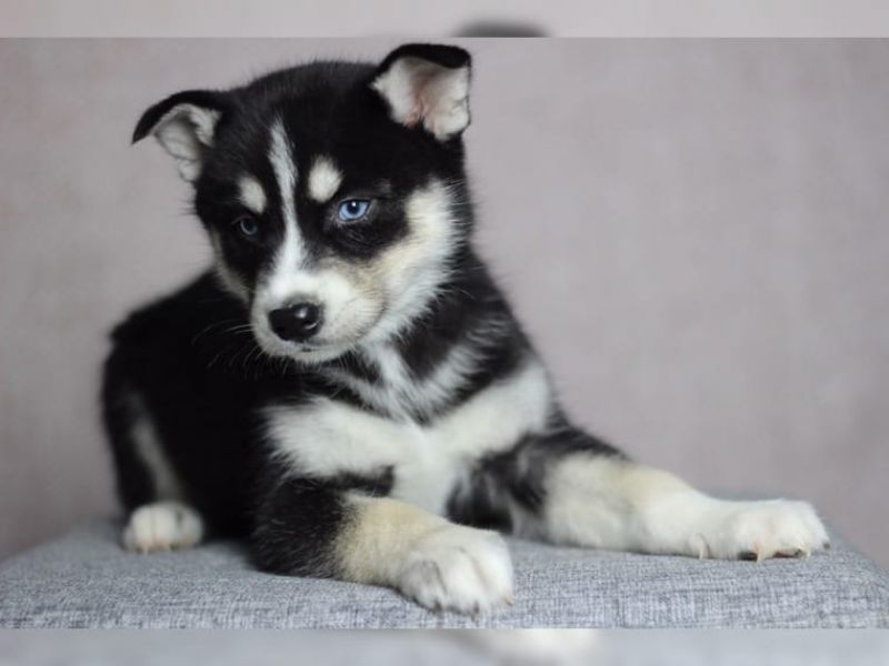 Regalo cuccioli Siberian Husky Maschio e Femmina